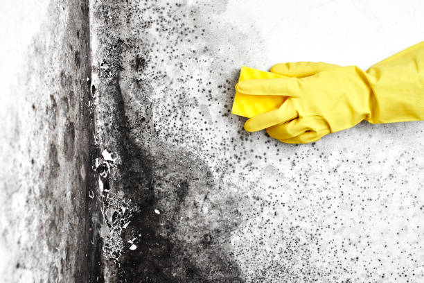 Crawl Space Mold Removal in Big Coppitt Key, FL