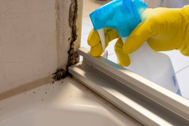 Best Same-Day Mold Removal  in Big Coppitt Key, FL