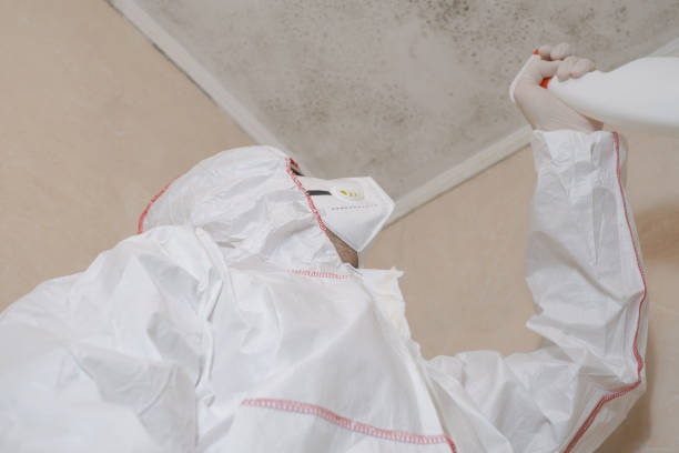 Best Certified Mold Removal  in Big Coppitt Key, FL