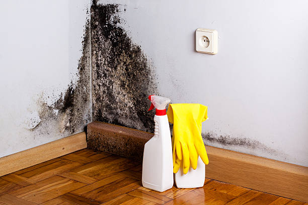 Best Office Mold Removal Services  in Big Coppitt Key, FL